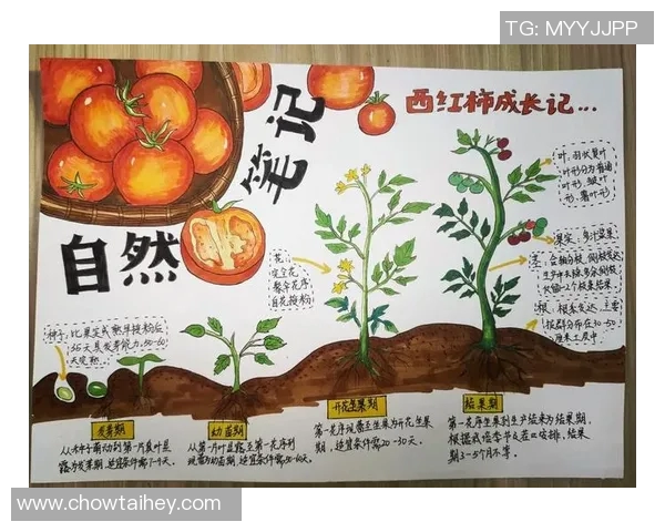 姚明在西红柿的世界里探索营养与健康的奇妙旅程